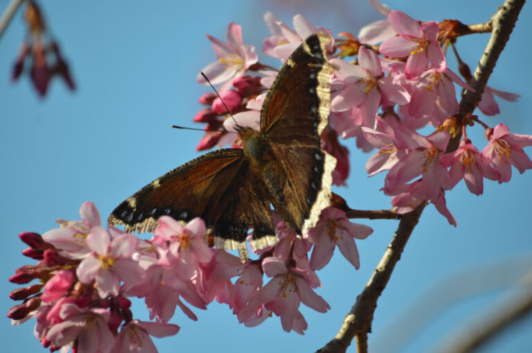 Butterfly on cherry blossoms