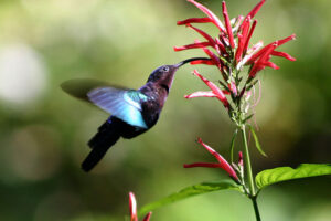 Hummingbird Feeding