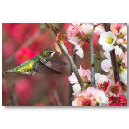 Hummingbird Blossoms